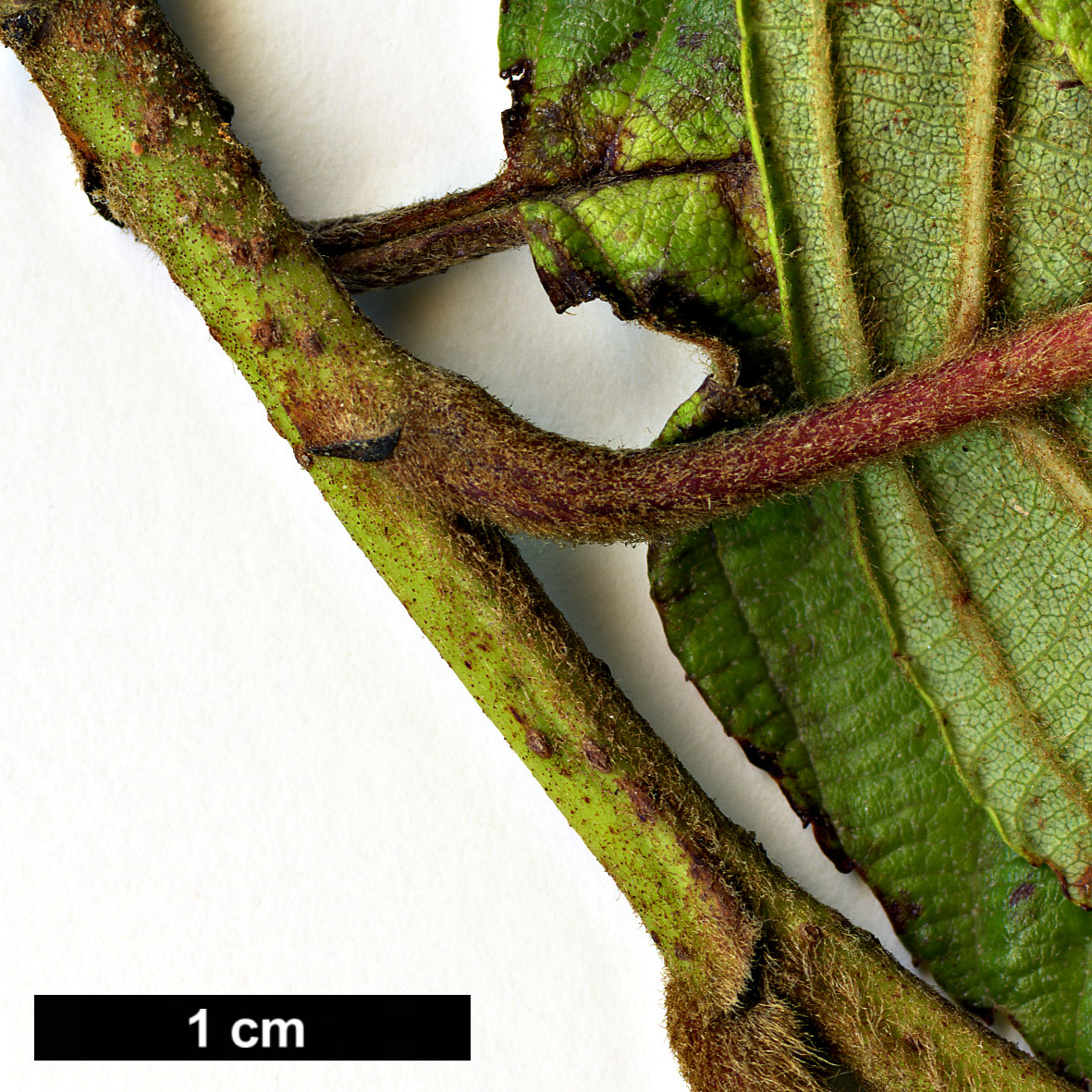 High resolution image: Family: Betulaceae - Genus: Alnus - Taxon: acuminata - SpeciesSub: subsp. acuminata